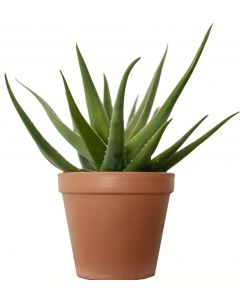 Aloe agens Hybride 