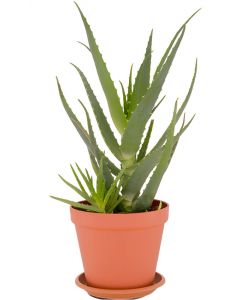 Aloe Arborescens Pflanze 