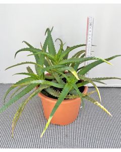 Aloe arborescens Pflanze