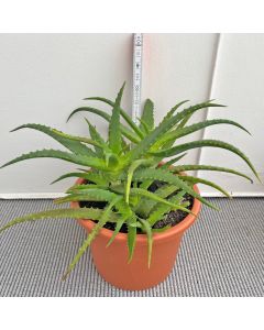 Aloe arborescens Pflanze
