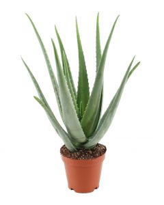 Aloe Vera Linne Pflanze