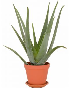 Aloe Vera Linne Pflanze