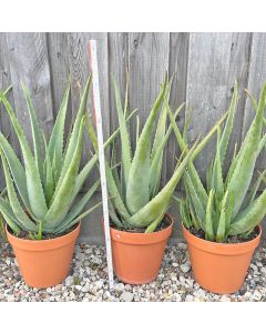 Aloe Vera Linne Pflanze