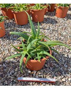 Aloe arborescens Pflanze