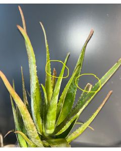 Aloe Vera Linne Pflanze